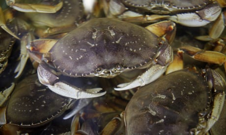 Crab and lobster shells could be used to make renewable batteries