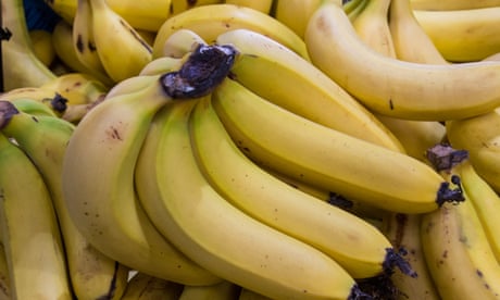 Devastating banana freckle disease found in Northern Territory