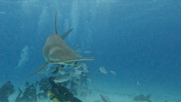 Diving with Great Hammerheads in Bimini, Bahamas