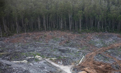 Electricity generated by burning native Australian timber no longer classified as renewable energy