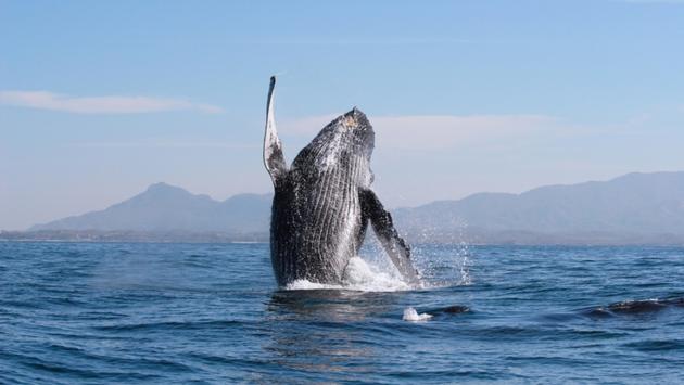 Experience Whale-Watching Season in Riviera Nayarit