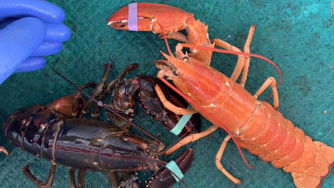 Extremely rare orange lobster caught in Maine's Casco Bay has new home