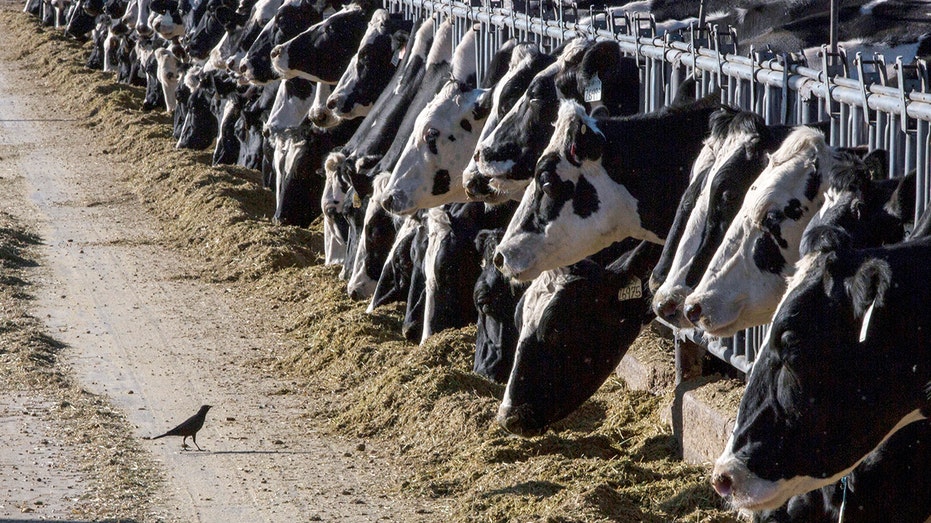 Farmers in 6 states told to stop using certain animal feed as FDA announces recall