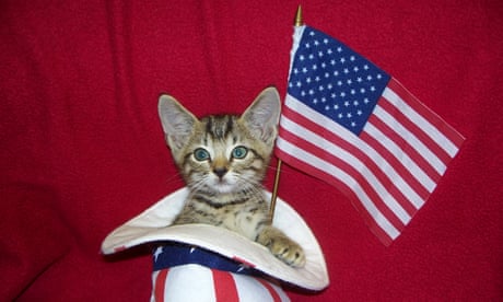 Feline frenzy: could cats swing the US election?