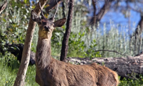 Feral deer will become Australia’s ‘next rabbit plague’ without a containment zone, experts say