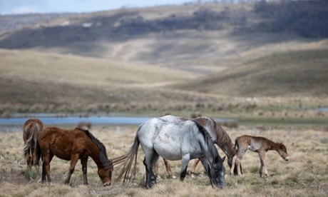 Feral horses an ‘imminent threat’ that could cause extinction of several endangered Australian species, inquiry warned