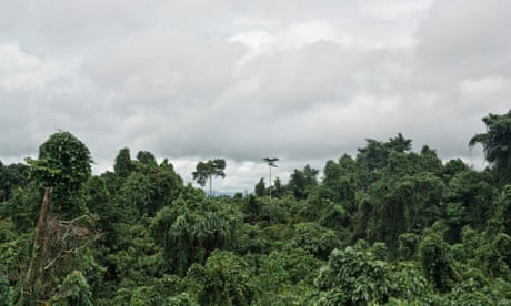 Fighting off the bulldozers in the sacred kwila forests of Papua New Guinea