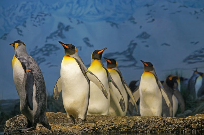 First-Ever Emperor Penguin Spotted on Australian Beach: Gusâ€™s 2,200-Mile Journey Highlights Climate Change Challenges for Wildlife Migration and Conservation Efforts