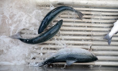 Fish feed additive banned in EU found in Tasmanian salmon at concerning levels, researchers say