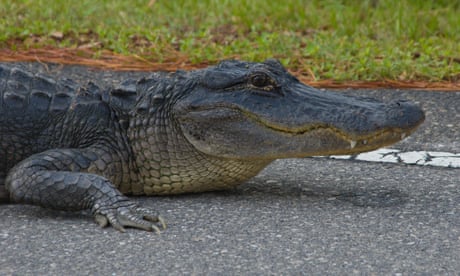 Florida teens held after crash leaves two alligators hanging from truck window