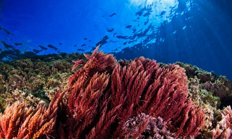 Food, feed and fuel: global seaweed industry could reduce land needed for farming by 110m hectares, study finds