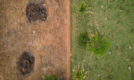 Global craze for collagen linked to Brazilian deforestation