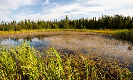 Global heating has caused ‘shocking’ changes in forests across the Americas, studies find