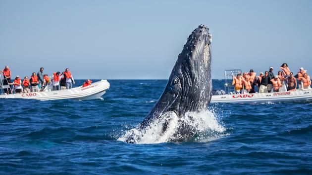 Gray and Blue Whale Watching in Loreto, Mexico