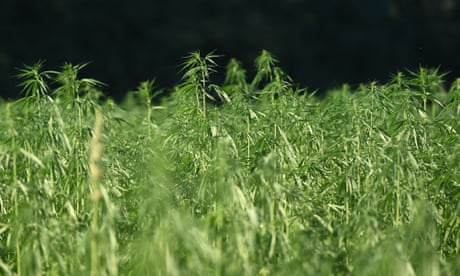 Hemp: the green crop tied down by red tape in the US