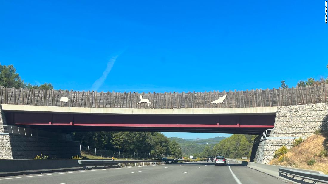 How a lonely mountain lion led to the creation of the world's largest wildlife overpass