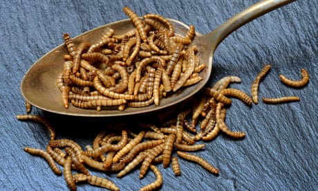 Insects could give meaty taste to food - and help environment - scientists find