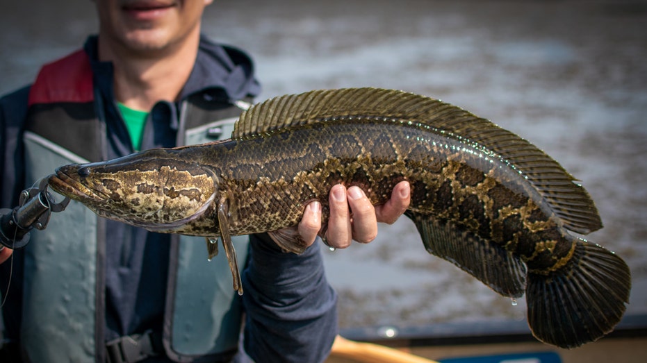 Invasive fish competition returns with anglers making 'Reel Rewards'