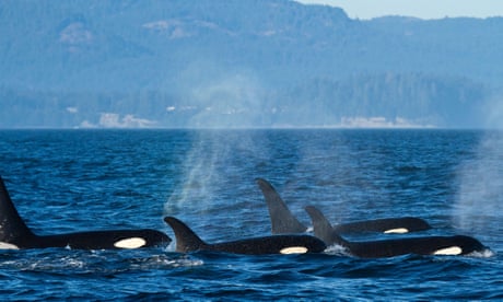 Killers confronted: humpback whale turns on orca pod in rare encounter