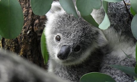 Koala IVF could help save species from extinction