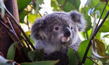 Koala listed as endangered after Australian governments fail to halt its decline