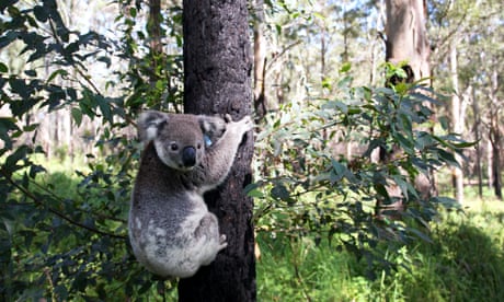 Koala preservation opens new front for NSW teals as they seek to win Coalition seats