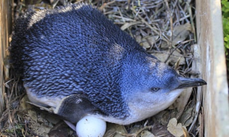 Little penguins on WA island will be pushed to ‘breaking point’ by construction of new centre, expert says