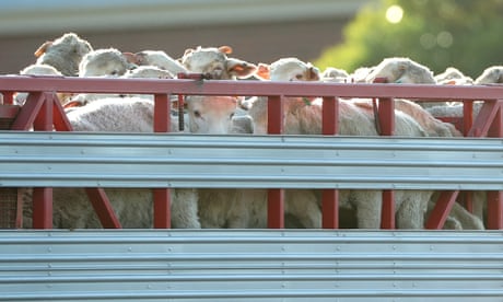 Live exports: just five of 38 eligible ships had Australian animal welfare observers