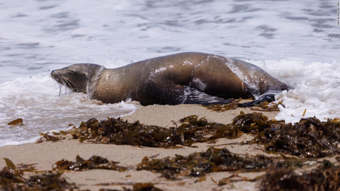 Los Angeles officials urge beachgoers to stay away from poisoned sea lions amid Fourth of July celebrations