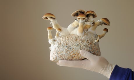 Magic mushrooms’ psilocybin may help heavy drinkers cut back