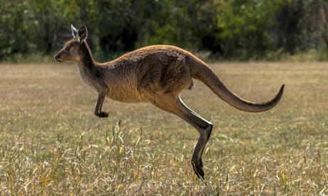 Man, 77, dies in Western Australia after being attacked by wild kangaroo being kept as a pet