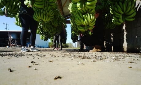 Man hospitalised without Medicare after being set ablaze shows precarity of Pacific Island fruit pickers