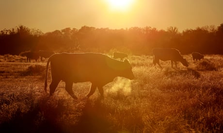 Michigan beef found to contain dangerous levels of ‘forever chemicals’