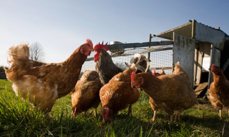 Minister confirms UK has been hit by record bird flu outbreak