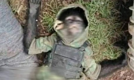 Monkey shot dead as Mexican cartels passion for exotic pets leaves bloody toll