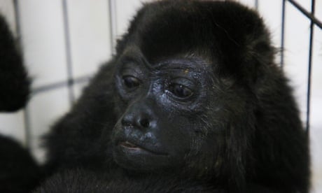 Monkeys ‘falling out of trees like apples’ in Mexico amid brutal heatwave