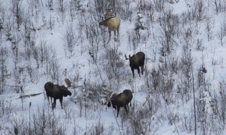 Moose with rare tan coat spotted in Alaska winter landscape