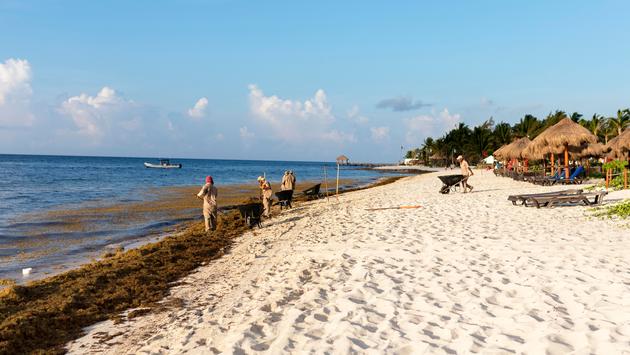 More Than 71 Tons of Sargassum Cleaned From Cancun Beaches