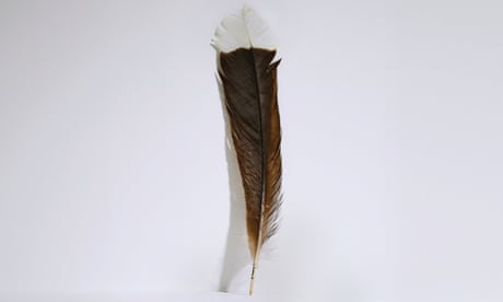 More valuable than gold: New Zealand feather becomes most expensive in the world