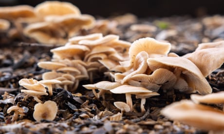 Mushroom season starts early on Australia’s east coast prompting warnings