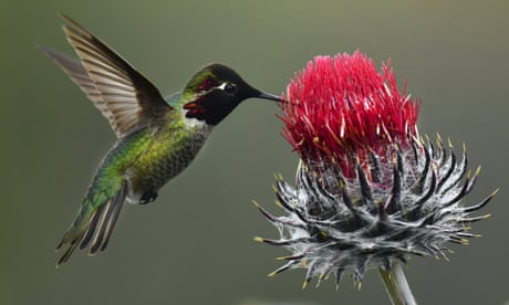 Nearly half of planet’s land in need of ‘conservation attention’ to halt biodiversity crisis