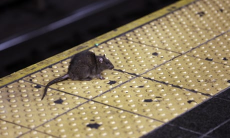 New York eyes ‘somewhat bloodthirsty’ rat supremo to take on city’s rodents