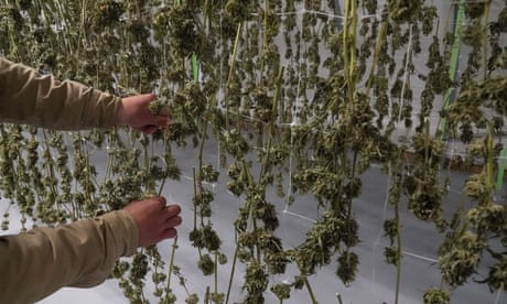 New York has $750m worth of cannabis stockpiled that growers can’t sell