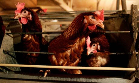 New Zealand bans battery cages for hens - but replacement ‘just as bad’