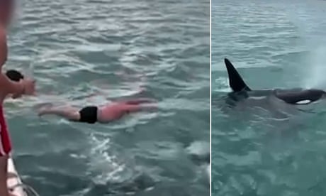 New Zealand man filmed trying to ‘body slam’ an orca in actions described as ‘idiotic’