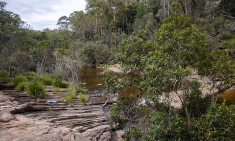 NSW Labor vows to fix ‘broken’ environmental offsets system if elected