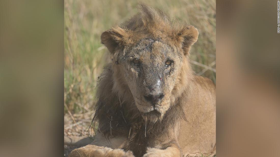 One of Africa's oldest lions killed in Kenya, conservationists say