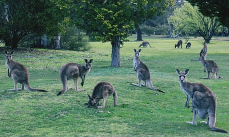 Oregon plan to ban sale of kangaroo products is �emotive misinformation�, industry says