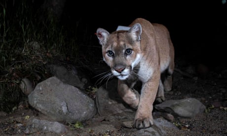 ‘P-22’s spirit’: new mountain lion seen in LA over a year after celebrity cougar’s death