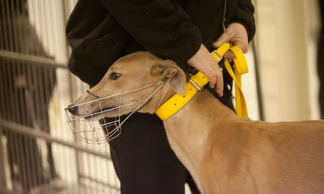 Painful and invasive racing greyhound breeding technique should be banned, vets say